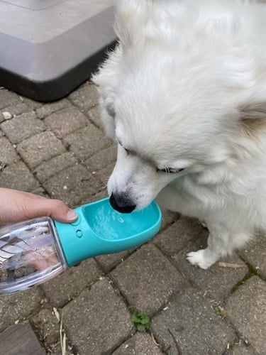 PawPal Hordozható itató